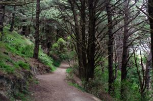 Mt Victoria Trail